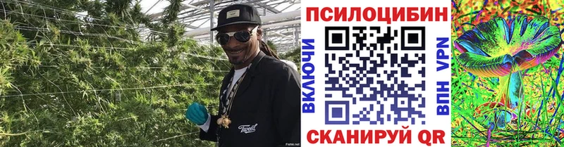 Купить  Гороховец  Псилоцибиновые грибы MAGIC MUSHROOMS 
